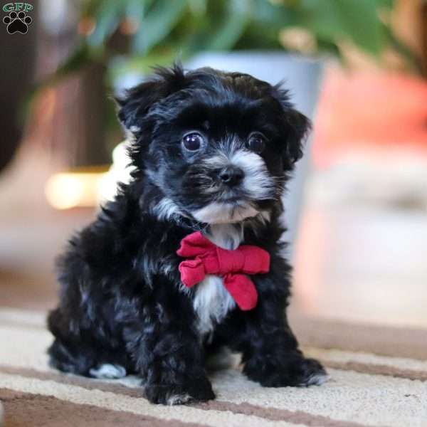 Storm, Maltipoo Puppy